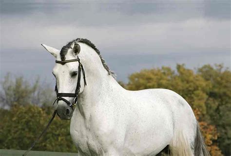 caballos españoles - fotos de caballos